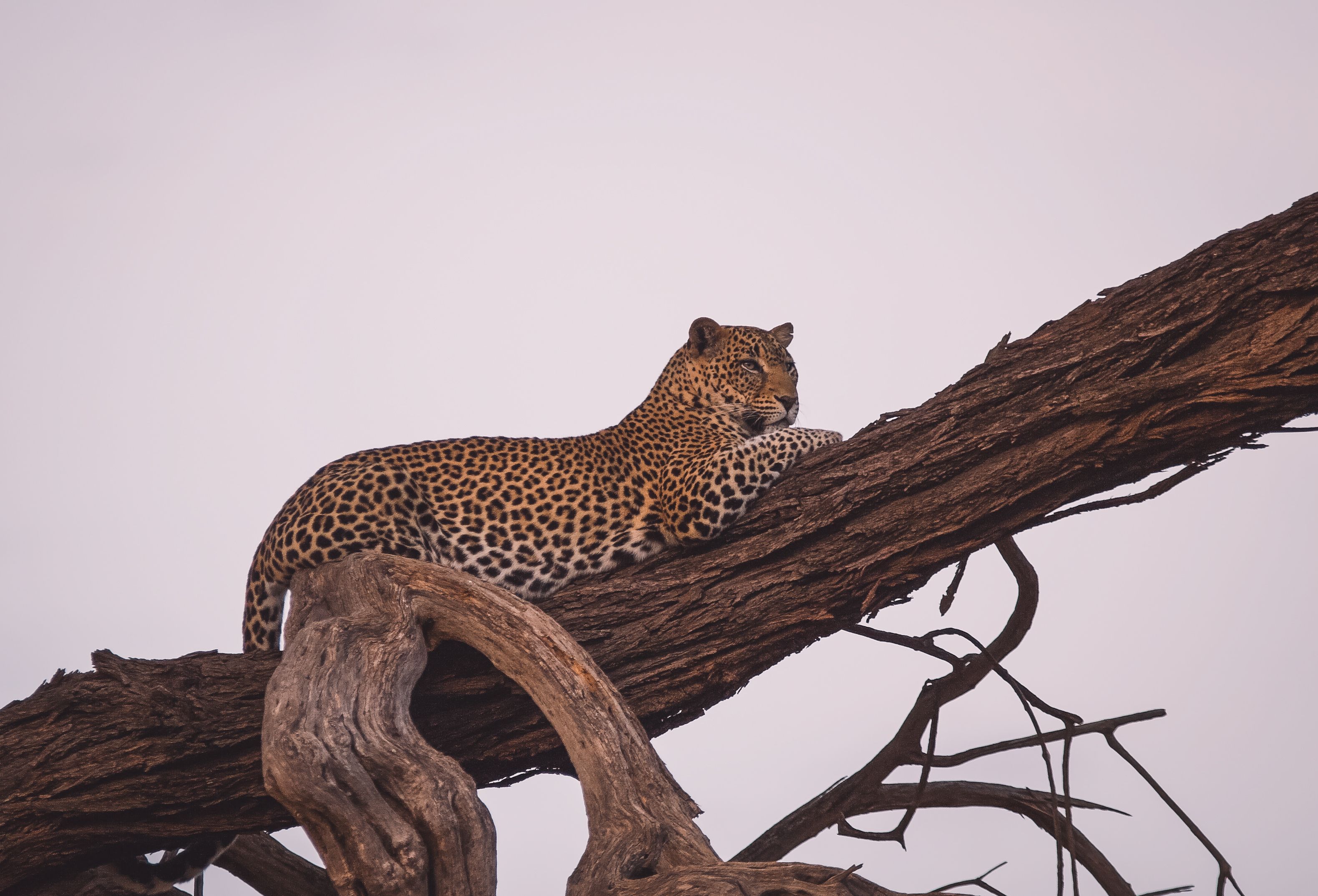 A leopard resting motionless in a tree, Southern Africa